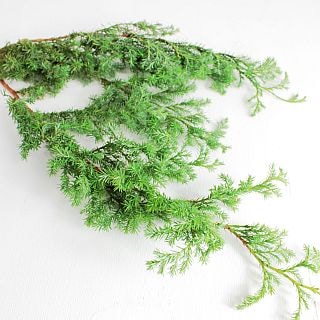 ◇ヒバスギルイ　１０本　国産　ヒムロスギ　※まとめ割　対象商品※|ネイティブフラワー・枝物各種|まとめ割　対象商品（5〜9束で5％引き・10〜19束で10％引き・20束以上で20％引き）