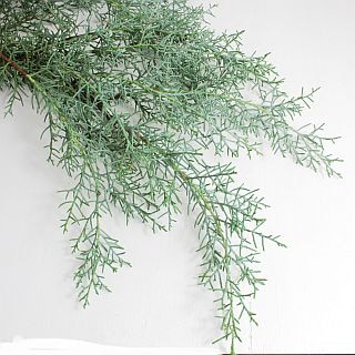 ◇ヒバスギルイ　１０本　国産（規格：２Ｓ４０ｃｍサイズ）　ブルーアイス　※まとめ割　対象商品※|ネイティブフラワー・枝物各種|まとめ割　対象商品（5〜9束で5％引き・10〜19束で10％引き・20束以