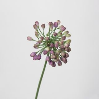 ○☆お値下げしました☆△☆セレクト品☆アリウム　１０本　国産（規格：秀Ｍサイズ）　オータムヴィオレ|☆先行販売・セレクト品☆(まとめ割対象外)　