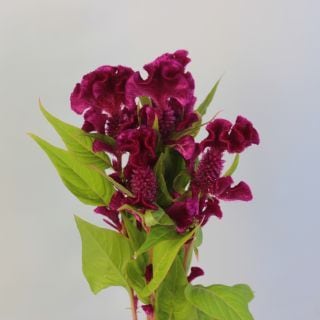 ○☆お値下げしました☆△☆セレクト品☆ケイトウ　１０本　国産（規格：Ａ４０ｃｍサイズ）　有明|☆先行販売・セレクト品☆(まとめ割対象外)　