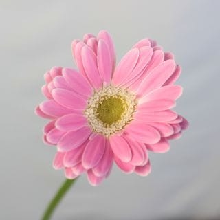 ○☆お値下げしました☆△☆セレクト品☆ガーベラ　１０本　国産（規格：秀２Ｌサイズ）　キミッヒ＋|☆先行販売・セレクト品☆(まとめ割対象外)　