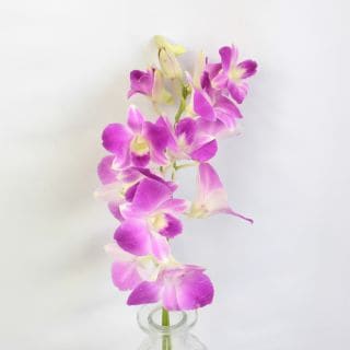 ○☆お値下げしました☆☆セレクト品☆デンファレ　約１０本　タイ産（規格：Ｍサイズ）　アンナ|☆先行販売・セレクト品☆(まとめ割対象外)　