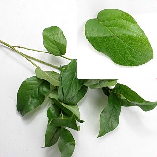 ○葉物・レモンリーフ　１本　アメリカ産（規格：束サイズ）緑　チップス　※まとめ割　対象商品※|小花・葉物各種|まとめ割　対象商品（5〜9束で5％引き・10〜19束で10％引き・20束以上で20％引き）