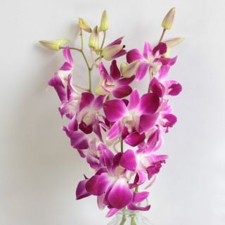 ○デンファレ　１０本　タイ産（規格：Ｌサイズ）ピンク　ソニア　※まとめ割　対象商品※|ユリ・ラン各種|まとめ割　対象商品（5〜9束で5％引き・10〜19束で10％引き・20束以上で20％引き）