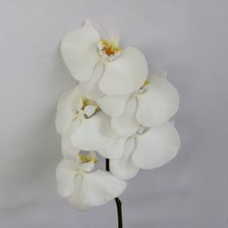 ○ファレノ　１本　中国産（規格：７輪サイズ）白　Ｖ３　※まとめ割　対象商品※|ユリ・ラン各種|まとめ割　対象商品（5〜9束で5％引き・10〜19束で10％引き・20束以上で20％引き）