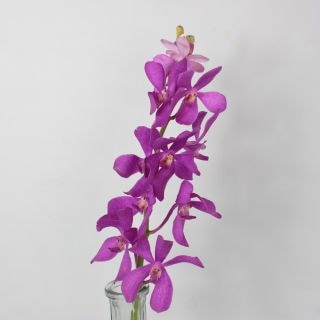 ○モカラ　１０本　国産（規格：Ｌサイズ）　カリプソ　※まとめ割　対象商品※|ユリ・ラン各種|まとめ割　対象商品（5〜9束で5％引き・10〜19束で10％引き・20束以上で20％引き）