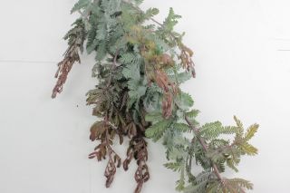 ○枝物・アカシア　１０本　国産（規格：６０ｃｍ秀サイズ）緑　プルプレア　※まとめ割　対象商品※|ネイティブフラワー・枝物各種|まとめ割　対象商品（5〜9束で5％引き・10〜19束で10％引き・20束以