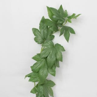 ○☆お値下げしました☆枝物・キイチゴ　１０本　国産（規格：４０ｃｍ秀サイズ）緑　ベビーハンズ　※まとめ割　対象商品※|ネイティブフラワー・枝物各種|まとめ割　対象商品（5〜9束で5％引き・10〜19束