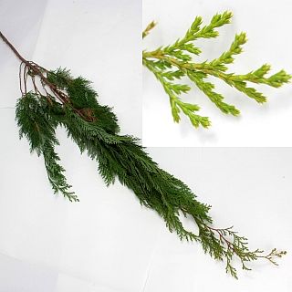 ○ヒバスギルイ　１０本　国産（規格：６０ｃｍサイズ）緑　シノブヒバ　※まとめ割　対象商品※|ネイティブフラワー・枝物各種|まとめ割　対象商品（5〜9束で5％引き・10〜19束で10％引き・20束以上で