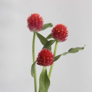 ☆セレクト品☆センニチコウ　１０本　国産（規格：秀４０ｃｍサイズ）　Sベリーフィールド|☆先行販売・セレクト品☆(まとめ割対象外)　