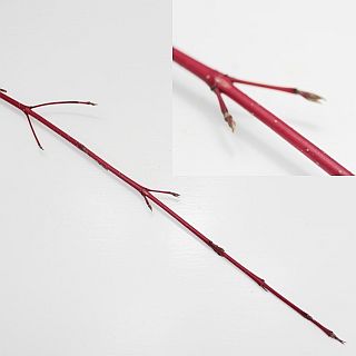 △☆セレクト品☆枝物・サンゴミズキ　約１０本　国産（規格：８０ｃｍサイズ）　|☆先行販売・セレクト品☆(まとめ割対象外)　