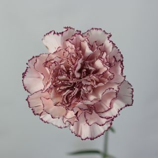 △カーネーション　５本　コロンビア産（規格：６０ｃｍサイズ）ピンク×紫　マリポサ　※まとめ割　対象商品※|オールシーズン|まとめ割　対象商品（5〜9束で5％引き・10〜19束で10％引き・20束以上で