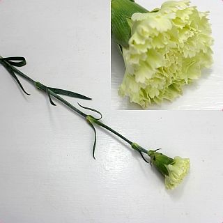 △カーネーション　５本　コロンビア産（規格：６０ｃｍサイズ）緑　ゴブリン　※まとめ割　対象商品※|オールシーズン|まとめ割　対象商品（5〜9束で5％引き・10〜19束で10％引き・20束以上で20％引