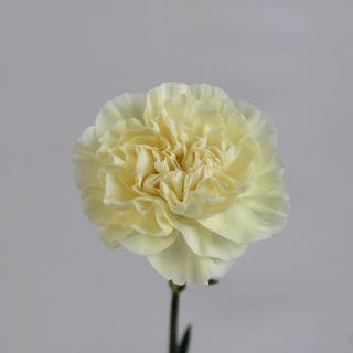 △カーネーション　５本　コロンビア産（規格：６０ｃｍサイズ）黄色　ポリミア　※まとめ割　対象商品※|オールシーズン|まとめ割　対象商品（5〜9束で5％引き・10〜19束で10％引き・20束以上で20％