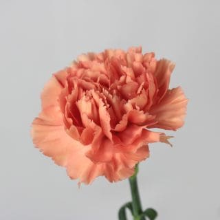 △カーネーション　５本　コロンビア産（規格：６０ｃｍサイズ）オレンジ　ミーガン　※まとめ割　対象商品※|オールシーズン|まとめ割　対象商品（5〜9束で5％引き・10〜19束で10％引き・20束以上で2