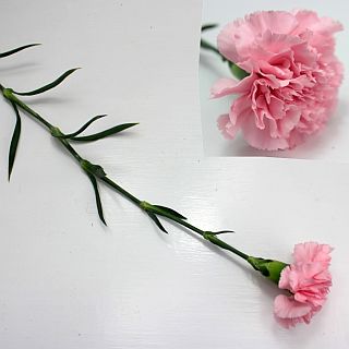 △カーネーション　５本　国産（規格：優６０ｃｍサイズ）ピンク　クオン　※まとめ割　対象商品※|オールシーズン|まとめ割　対象商品（5〜9束で5％引き・10〜19束で10％引き・20束以上で20％引き）