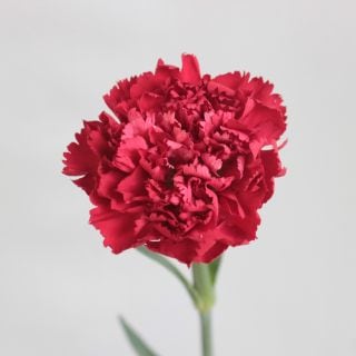 △カーネーション　１０本　中国産（規格：６０ｃｍサイズ）赤　フォーチュネイト　※まとめ割　対象商品※|オールシーズン|まとめ割　対象商品（5〜9束で5％引き・10〜19束で10％引き・20束以上で20