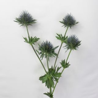 △エリンジューム　２本　ジンバブエ産（規格：６０ｃｍサイズ）青　マグネーター　※まとめ割　対象商品※|その他の花|まとめ割　対象商品（5〜9束で5％引き・10〜19束で10％引き・20束以上で20％引