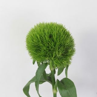 △テマリソウ　５本　中国産（規格：５５ｃｍサイズ）緑　グリーンボール　※まとめ割　対象商品※|その他の花|まとめ割　対象商品（5〜9束で5％引き・10〜19束で10％引き・20束以上で20％引き）