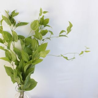 △葉物・リキュウソウ　１０本　国産（規格：２Ｓサイズ）緑　　※まとめ割　対象商品※|小花・葉物各種|まとめ割　対象商品（5〜9束で5％引き・10〜19束で10％引き・20束以上で20％引き）