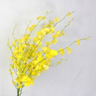 △オンシジューム　５本　台湾産（規格：２Ｌサイズ）黄色　太陽の子　※まとめ割　対象商品※|ユリ・ラン各種|まとめ割　対象商品（5〜9束で5％引き・10〜19束で10％引き・20束以上で20％引き）