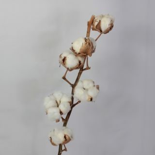 枝物・コットンツリー　１本　イスラエル産（規格：６輪６０ｃｍサイズ）　白(ドライ)　※まとめ割　対象商品※|ネイティブフラワー・枝物各種|まとめ割　対象商品（5〜9束で5％引き・10〜19束で10％引