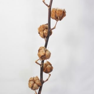 枝物・コットンツリー　１本　イスラエル産（規格：８輪７０ｃｍサイズ）ブラウン(ドライ)　※まとめ割　対象商品※|ネイティブフラワー・枝物各種|まとめ割　対象商品（5〜9束で5％引き・10〜19束で10