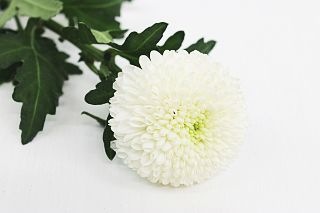 εơܡ񻺡ʵʡ̽򡡥٥ꥢʥݥݥ餭)ޤȤ䡡оݾʢ