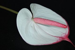 󥹥塼ࡡܡѻʵʡͥˡࡼ(ַ912cm)ޤȤ䡡оݾʢ