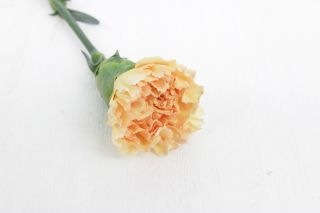 ͡ءܡӥʵʡ˥󥸡ߥޤȤ䡡оݾʢ