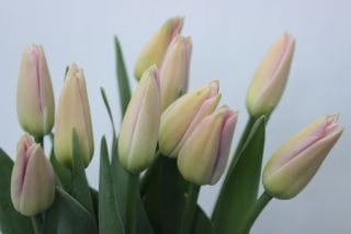 塼åסܡ񻺡ʵʡ̥˥ԥ󥯡ʥƥޤȤ䡡оݾʢ