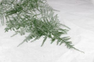 ʪѥ饬ܡ񻺡ʵʡˡץ⡼ʥʥޤȤ䡡оݾʢ