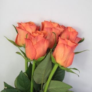 䢥Х顡󣱣ܡ˥ʵʡ˥󥸡󥸥