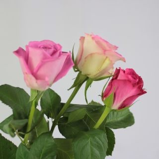 䢥Х顡󣱣ܡԥʵʡˡԥ󥯷(ñ)ޤ