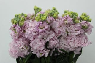 䢥ȥåܡ񻺡ʵʡͥˡ꡼󡡢ޤȤ䡡оݾʢ