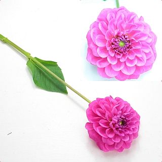 䢥ꥢܡ񻺡ʵʡͥˡ˥ƥ㥤󡡢ޤȤ䡡оݾʢ