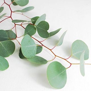 䢥ʪ桼ꡡܡ񻺡ʵʡСݥꥢ󥻥⥹(ü岼ꤢ)ޤȤ䡡оݾʢ