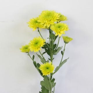 䢡ץ졼ơܡ񻺡ޥǥ顡ޤȤ䡡оݾʢ