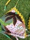 Toque d'Sol 2024 ֥饸ꥢӥ TM01024FLORA