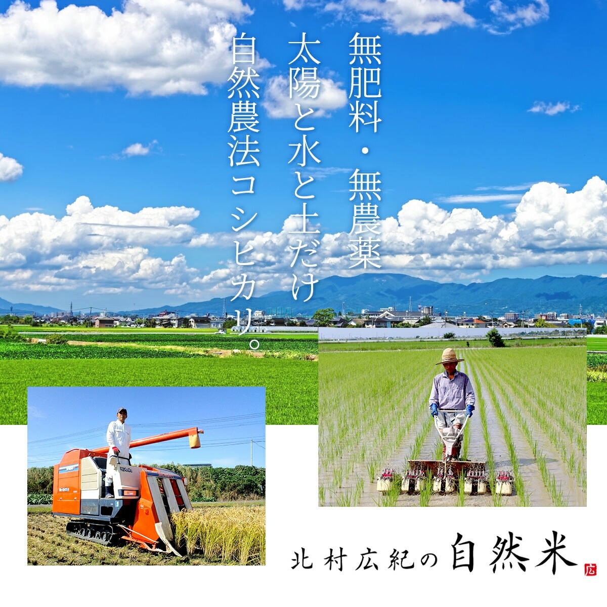 ［白米・玄米選択可］自然米コシヒカリ「神の力」1kg　桐箱・風呂敷包み（鶴の祝）無肥料・無農薬