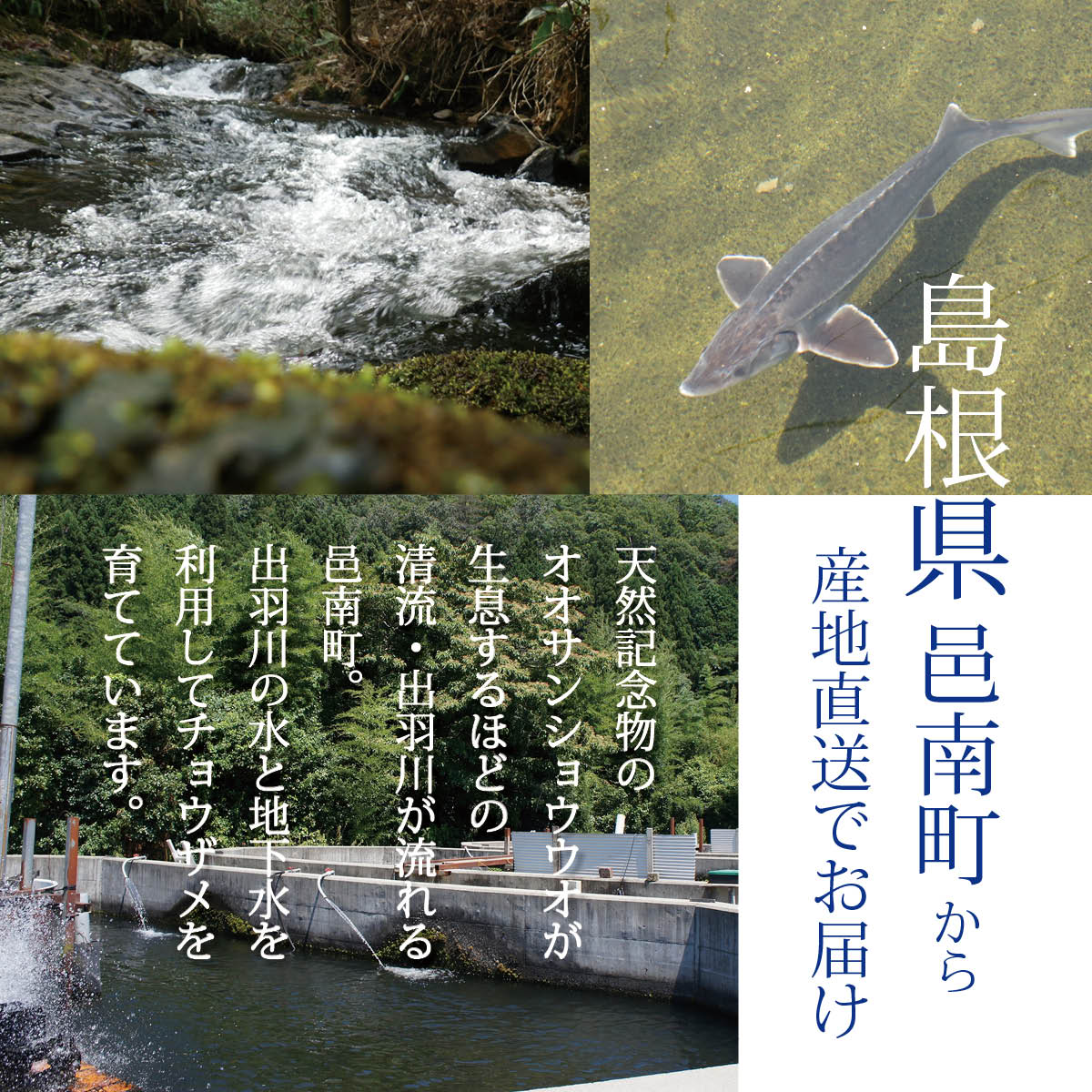 国産キャビア ベステルキャビア25g 島根県産フレッシュキャビア｜美味