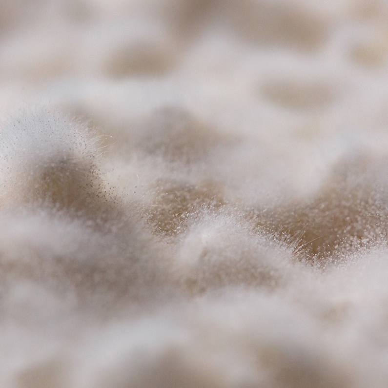 石黒種麹店 生こうじ&生塩こうじ&あま酒&あま酒の素4種セット 創業1895年 北陸唯一の種麹屋(もやし屋)よりお取り寄せする極上の逸品 ※個数の追加購入も可能