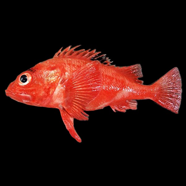 キンキのいずし300g　北海道名物飯寿司の名店 中井英策商店 から産地直送