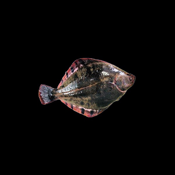 王鰈ずし250g（幻の高級魚マツカワいずし）北海道名物飯寿司の名店 中井英策商店 から産地直送