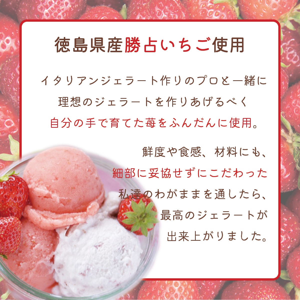 いちご農家が作った いちごジェラート14個セット 徳島県産勝占いちご