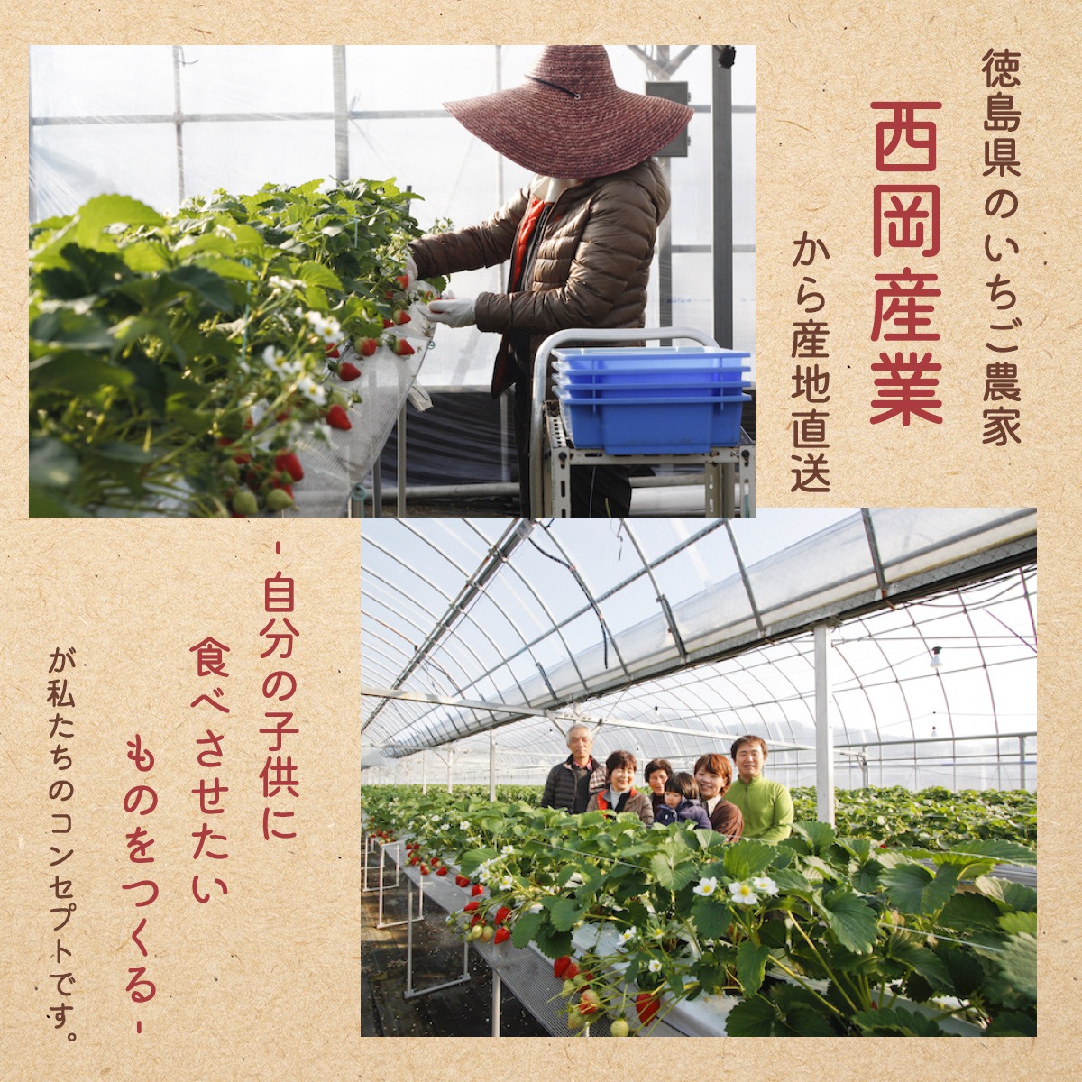 いちご農家が作った　いちごジェラート14個セット　徳島県産勝占いちご使用