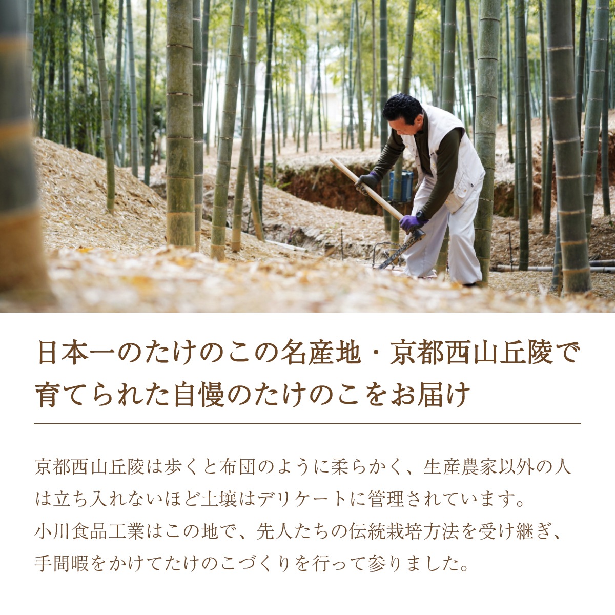 竹の子ごはんの素（2合炊き用）3本セット　化粧箱入り　京都西山丘陵から産地直送