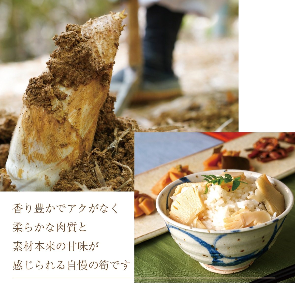 竹の子ごはんの素（2合炊き用）3本セット　化粧箱入り　京都西山丘陵から産地直送