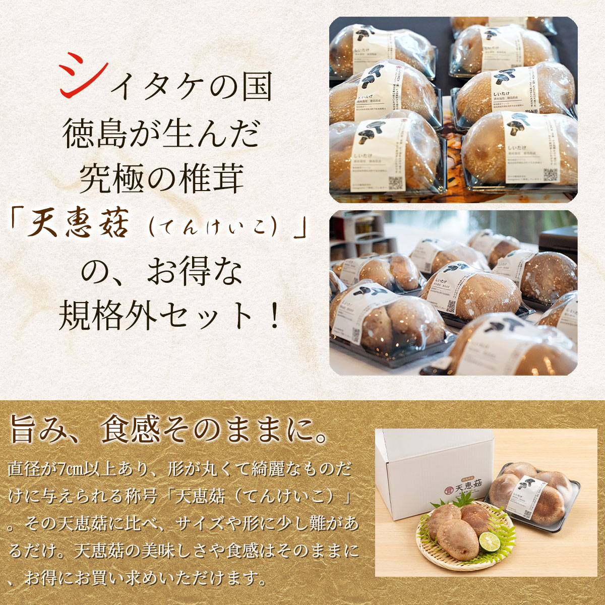 天恵菇（てんけいこ）規格外サイズ 1kg（12～20枚）国産のお取り寄せ