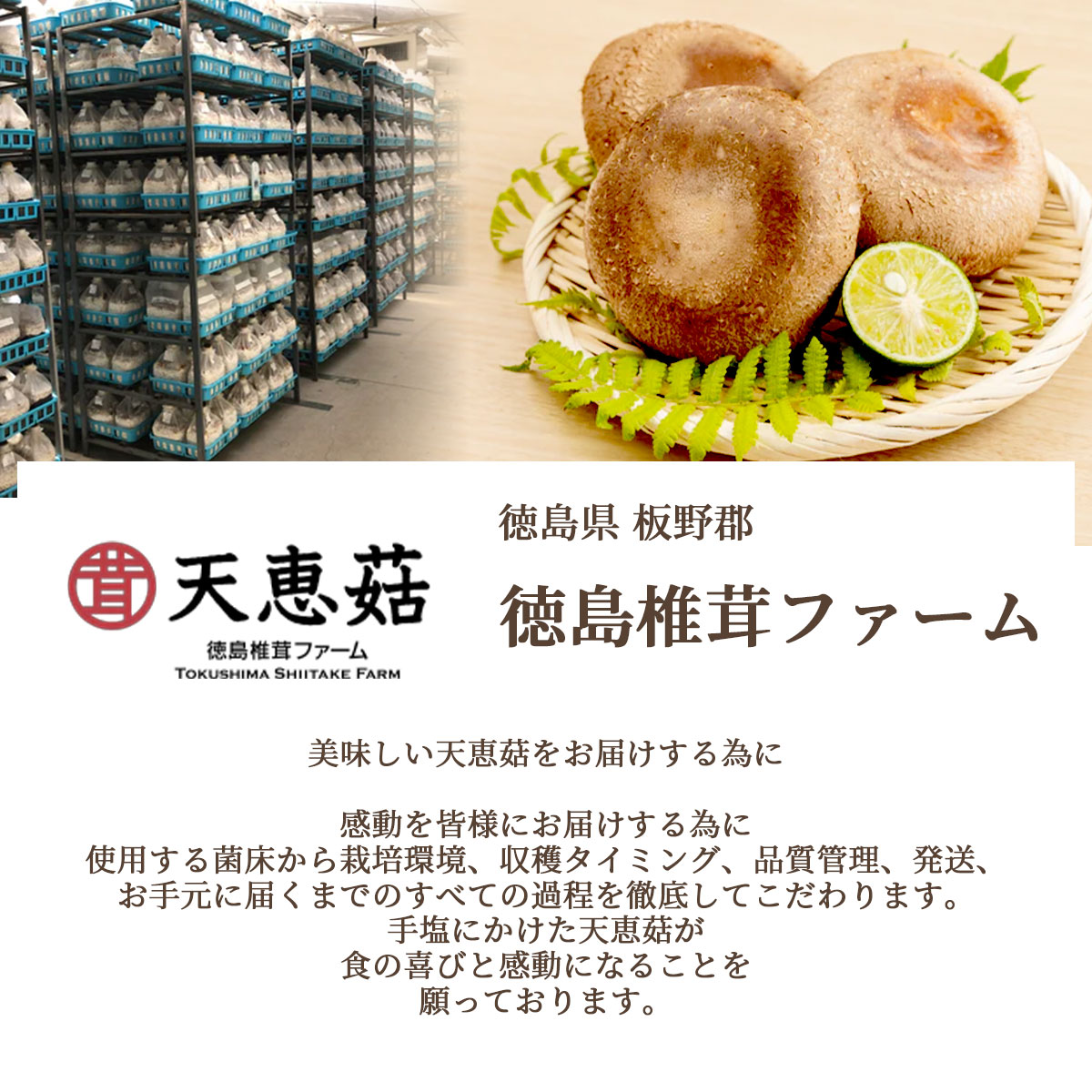 天恵菇（てんけいこ）規格外サイズ 1kg（12～20枚）国産のお取り寄せ